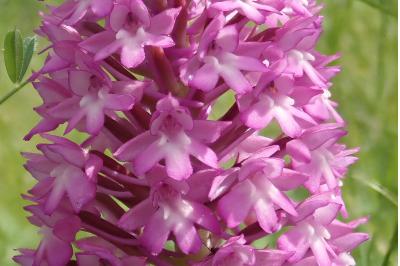 <i>Anacamptis pyramidalis</i>