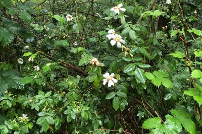 <i>Rosa stylosa</i>