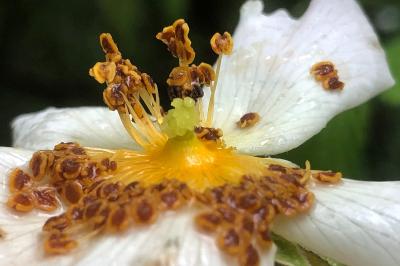 <i>Rosa stylosa</i>