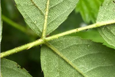<i>Rosa stylosa</i>