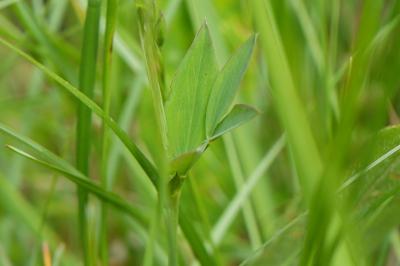 <i>Lathyrus linifolius</i>