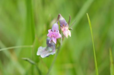 <i>Lathyrus linifolius</i>