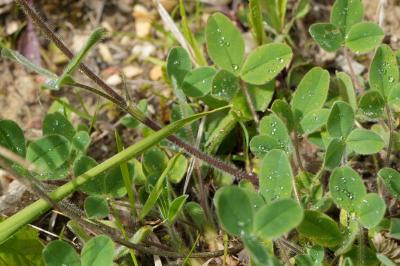 <i>Trifolium ochroleucon</i>