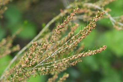 <i>Erica scoparia</i>