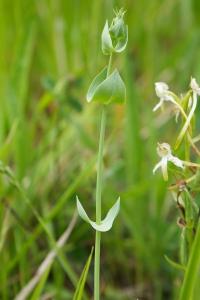 <i>Blackstonia perfoliata</i>