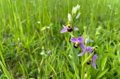 <i>Ophrys apifera</i>