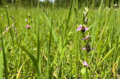 <i>Ophrys apifera</i>