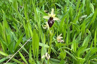 <i>Ophrys aranifera</i>