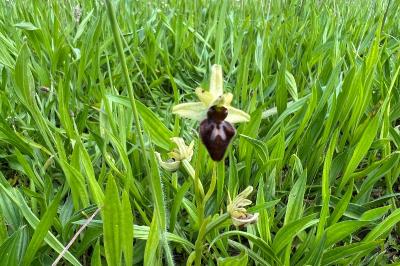 <i>Ophrys aranifera</i>