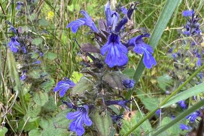<i>Ajuga genevensis</i>