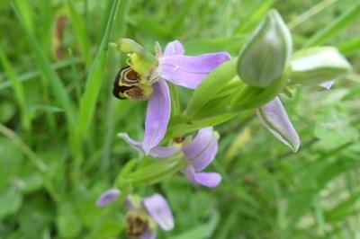 <i>Ophrys apifera</i>