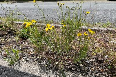 <i>Senecio inaequidens</i>