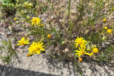 <i>Senecio inaequidens</i>
