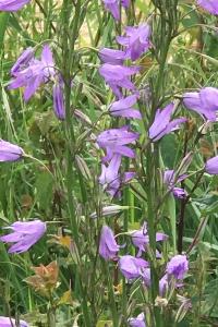 <i>Campanula rapunculus</i>