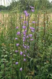 <i>Campanula rapunculus</i>