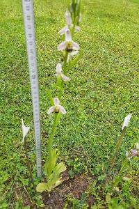 <i>Ophrys apifera</i>