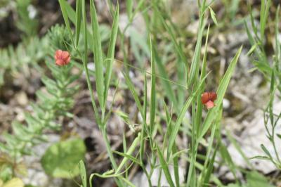 <i>Lathyrus sphaericus</i>
