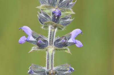 <i>Salvia verbenaca</i>