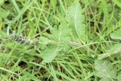 <i>Salvia verbenaca</i>