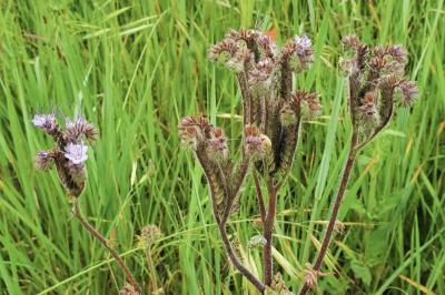 <i>Phacelia tanacetifolia</i>