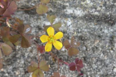 <i>Oxalis corniculata</i>
