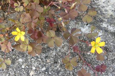 <i>Oxalis corniculata</i>