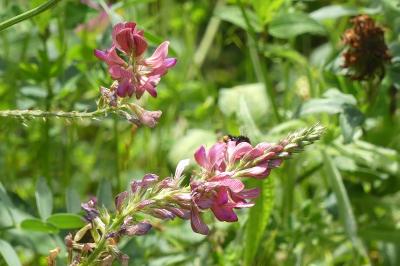 <i>Onobrychis viciifolia</i>