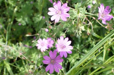 <i>Geranium pyrenaicum</i>