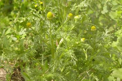 <i>Matricaria discoidea</i>