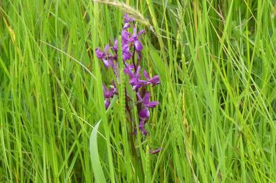 <i>Anacamptis laxiflora</i>