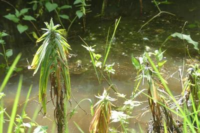 <i>Euphorbia lathyris</i>