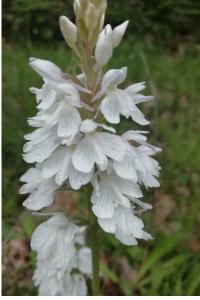 <i>Dactylorhiza maculata</i>