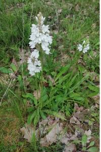 <i>Dactylorhiza maculata</i>