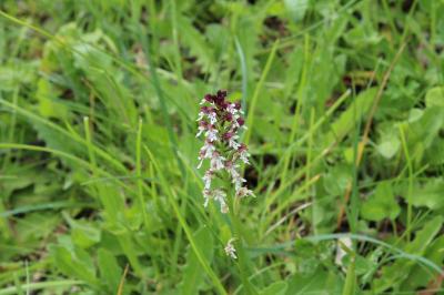 <i>Neotinea ustulata</i>