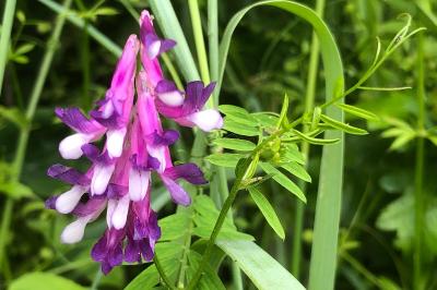 <i>Vicia dasycarpa</i>