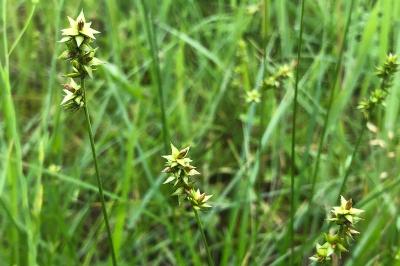 <i>Carex spicata</i>