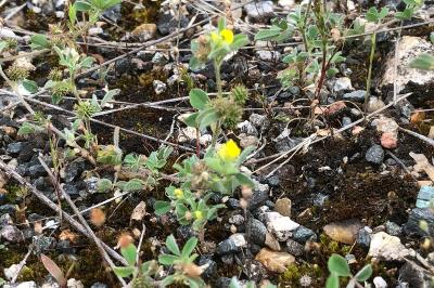 <i>Medicago minima</i>