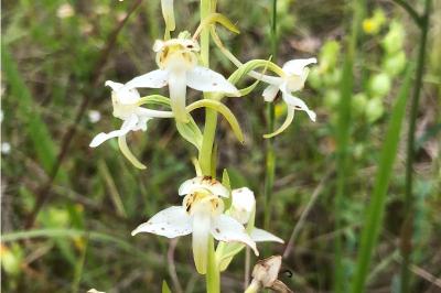 <i>Platanthera chlorantha</i>
