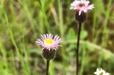 <i>Erigeron acris</i>
