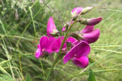 <i>Lathyrus latifolius</i>
