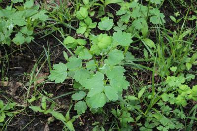 <i>Thalictrum flavum</i>