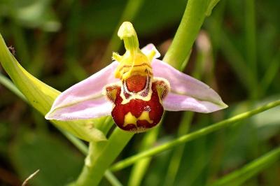 <i>Ophrys apifera</i>