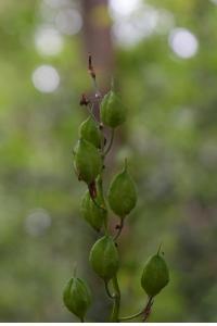<i>Hyacinthoides non-scripta</i>