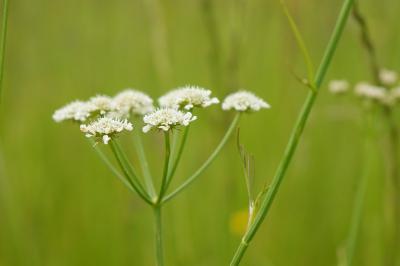 <i>Oenanthe silaifolia</i>