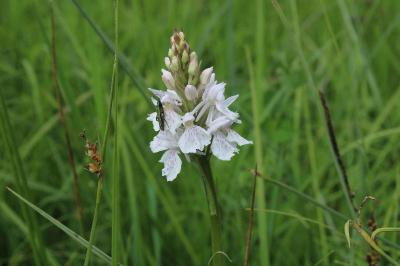 <i>Dactylorhiza maculata</i>