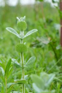 <i>Mentha suaveolens</i>