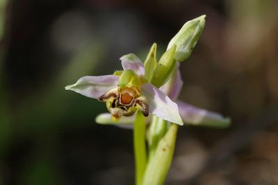 <i>Ophrys apifera</i>