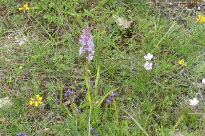 <i>Gymnadenia conopsea</i>