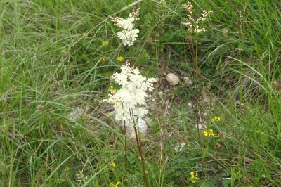<i>Filipendula vulgaris</i>