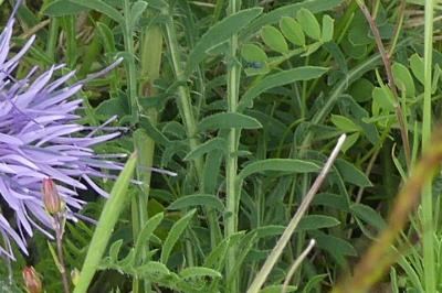 <i>Carthamus mitissimus</i>